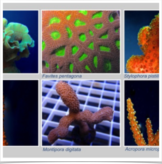 Six reef-building hard corals. Experiments conducted at FIT's Vero Beach Marine Laboratory.